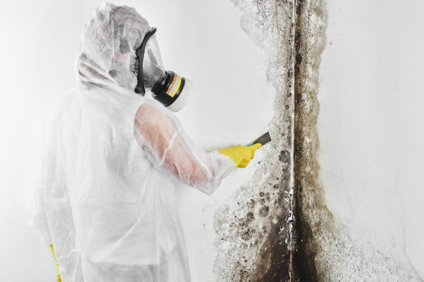 Best Mold Remediation  in Stro Valley, CA