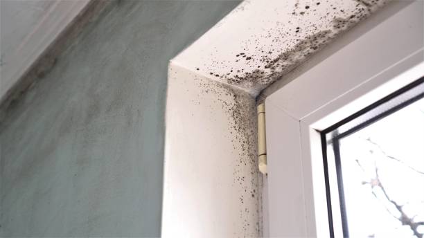 Best Toxic Mold Removal  in Stro Valley, CA