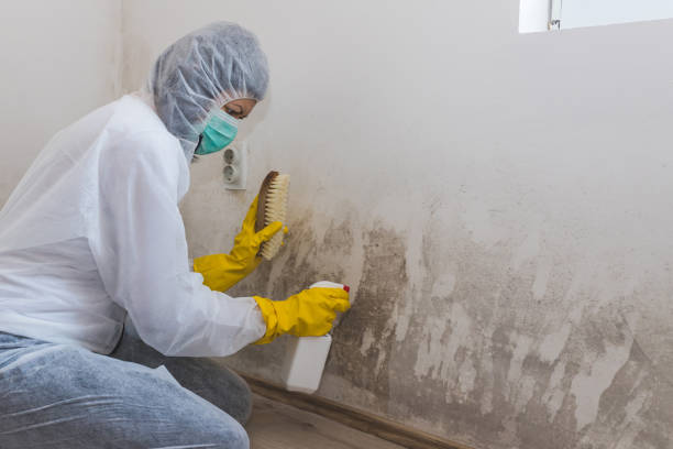 Best Mold Damage Repair  in Stro Valley, CA