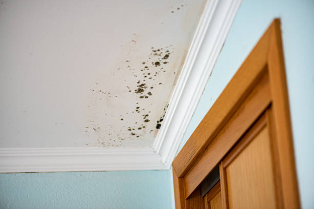 Best Home Mold Removal  in Stro Valley, CA