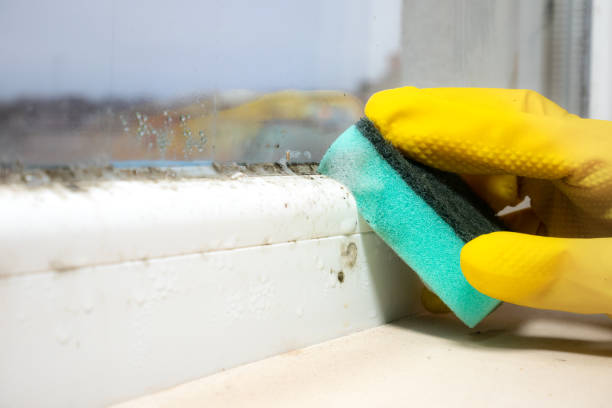 Best Attic Mold Removal  in Stro Valley, CA