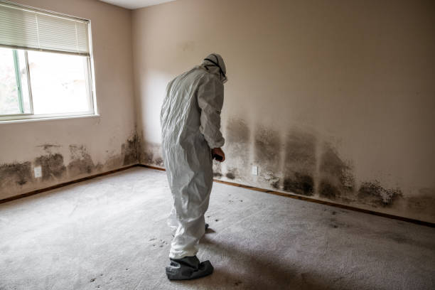 Trusted Castro Valley, CA Mold Removal Experts